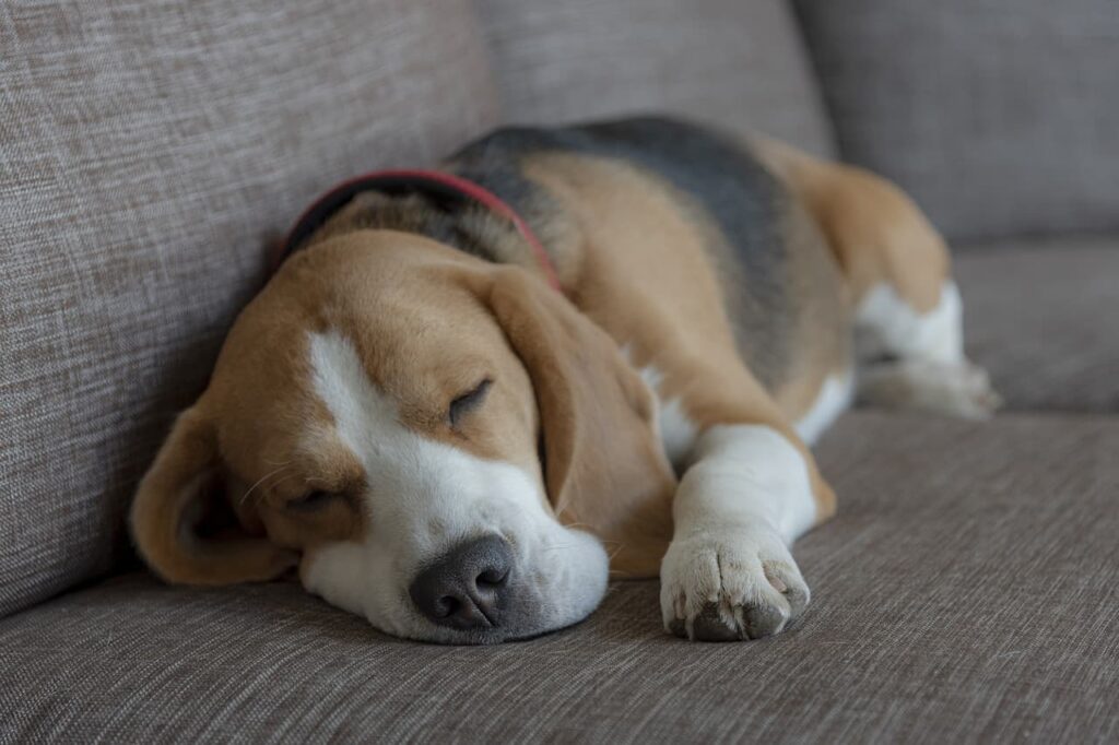 Why Does My beagle Sleep So Much