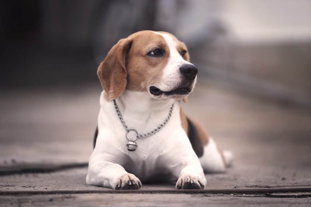 Do Beagles Come Back When They Run Away
