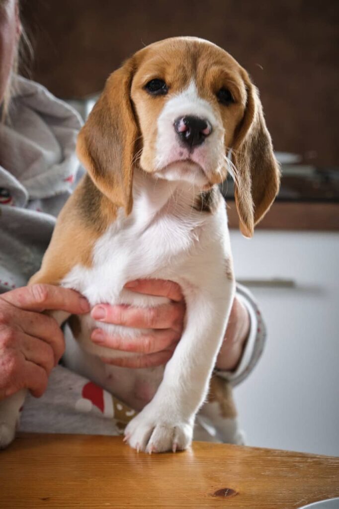 Why Beagles Make Perfect Companion