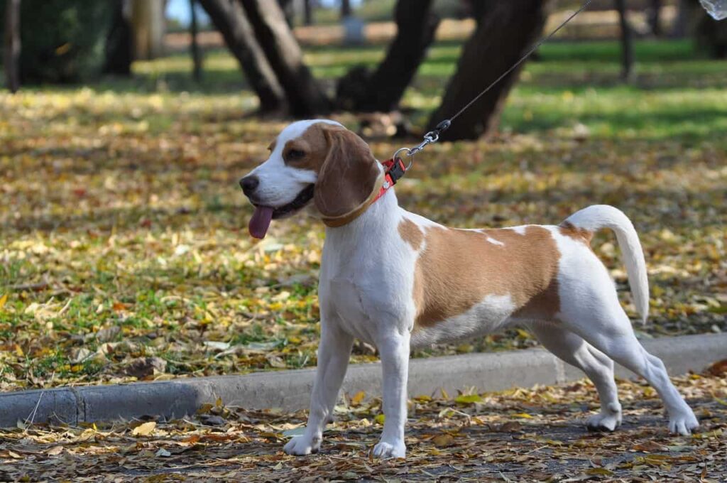 Is Beagle a Hunting Dog