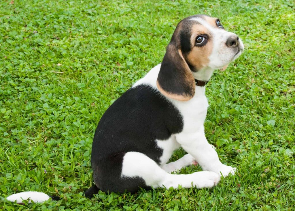 Beagle Dog black and white