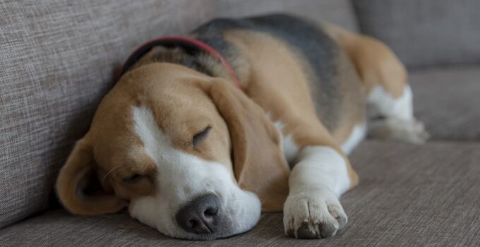 My beagle SleepING