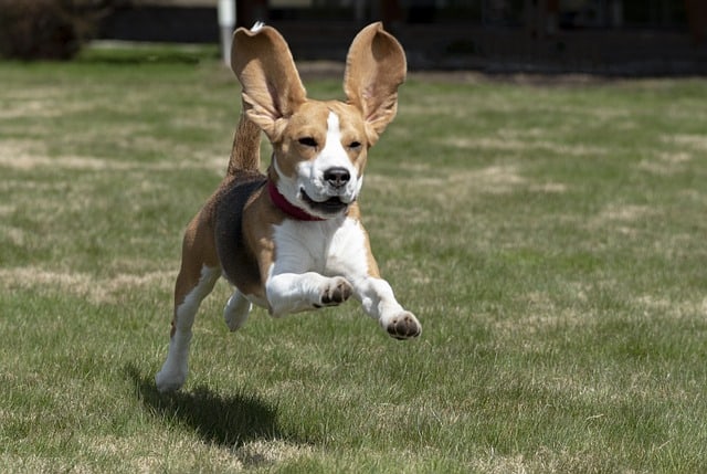 The Beagle running