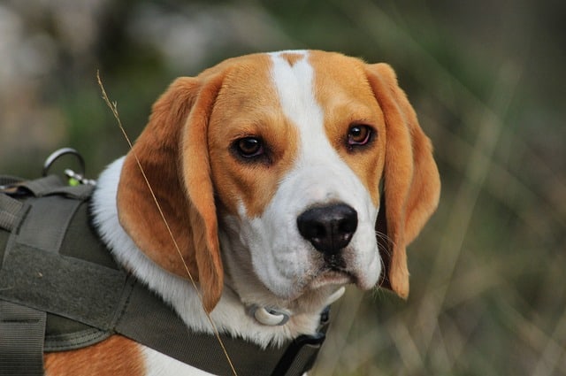 The Beagle That Looks Like Snoopy