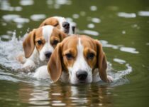 Are Beagles Good Swimmers