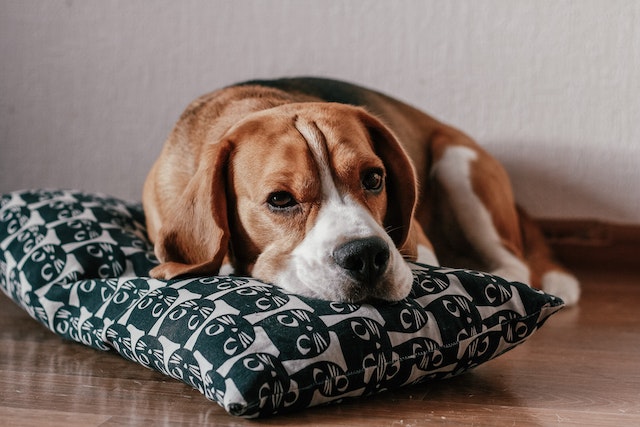 Are beagles good for apartments?