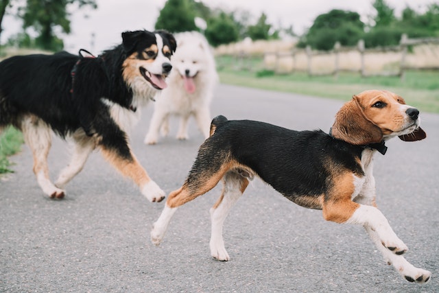 High Energy in Beagles
