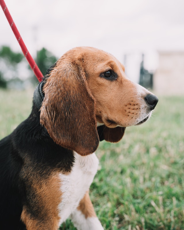 Environmental Factors that Influence Howling in Beagles