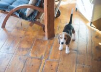 beagles for apart