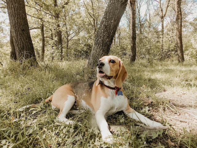 Howling in Beagles